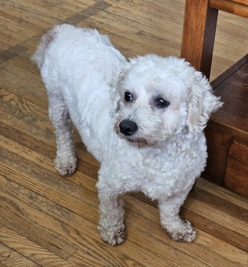 Betsy, photo 4