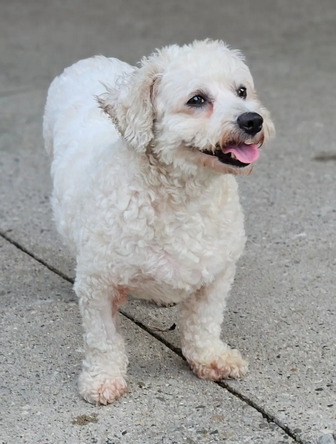 Betsy - Bichon/Poodle