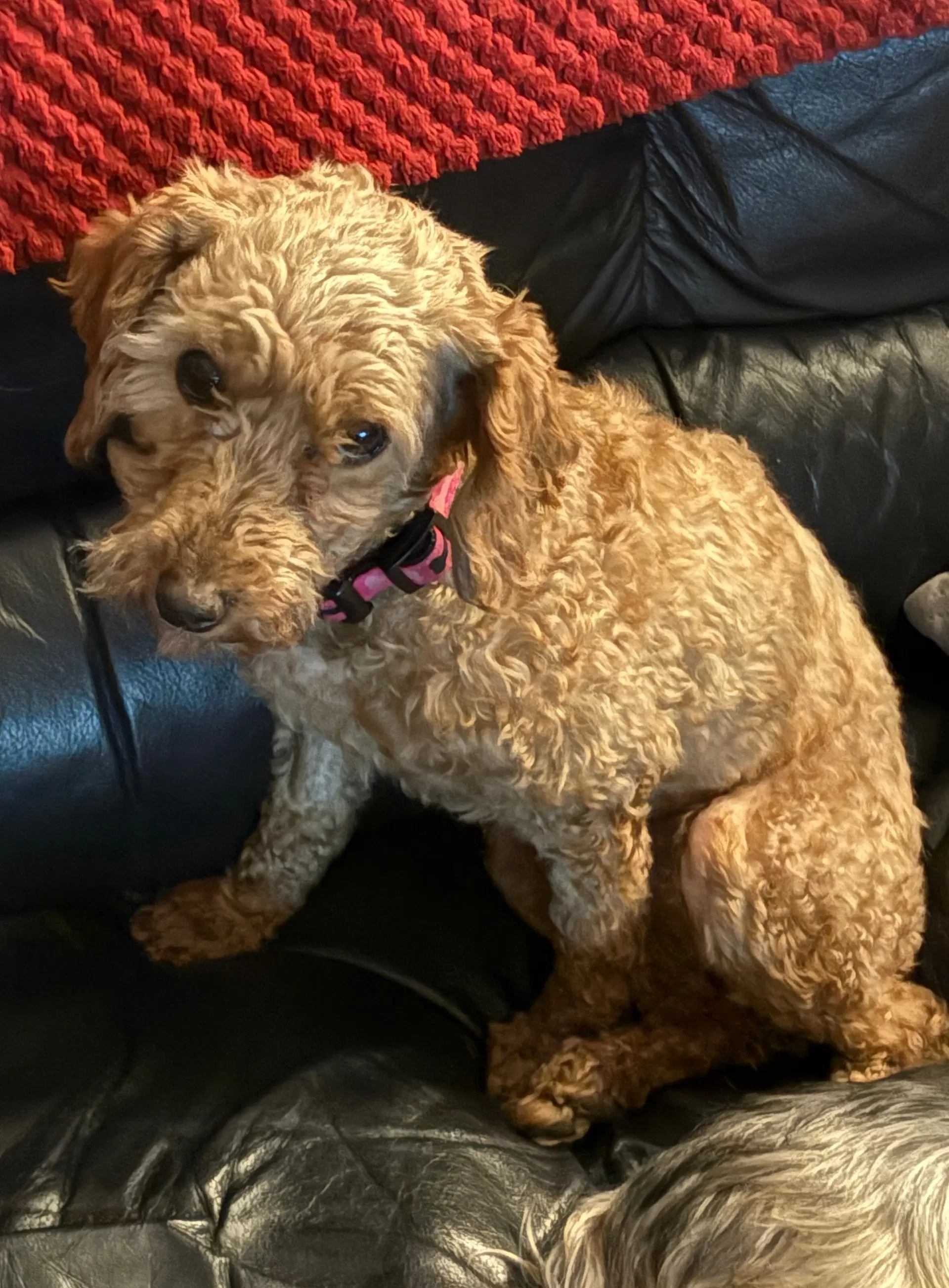 Lucy image 1