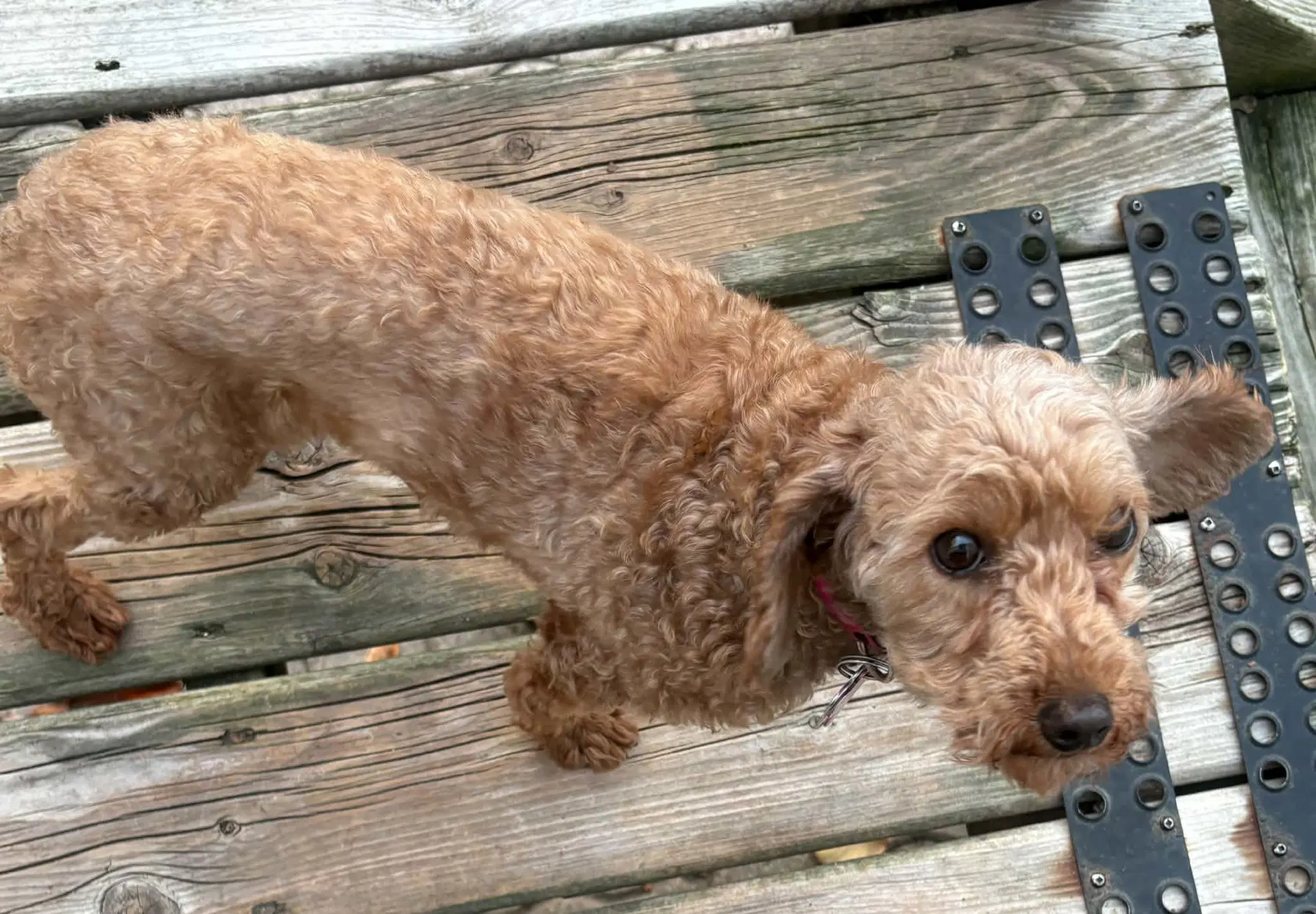 Lucy image 2