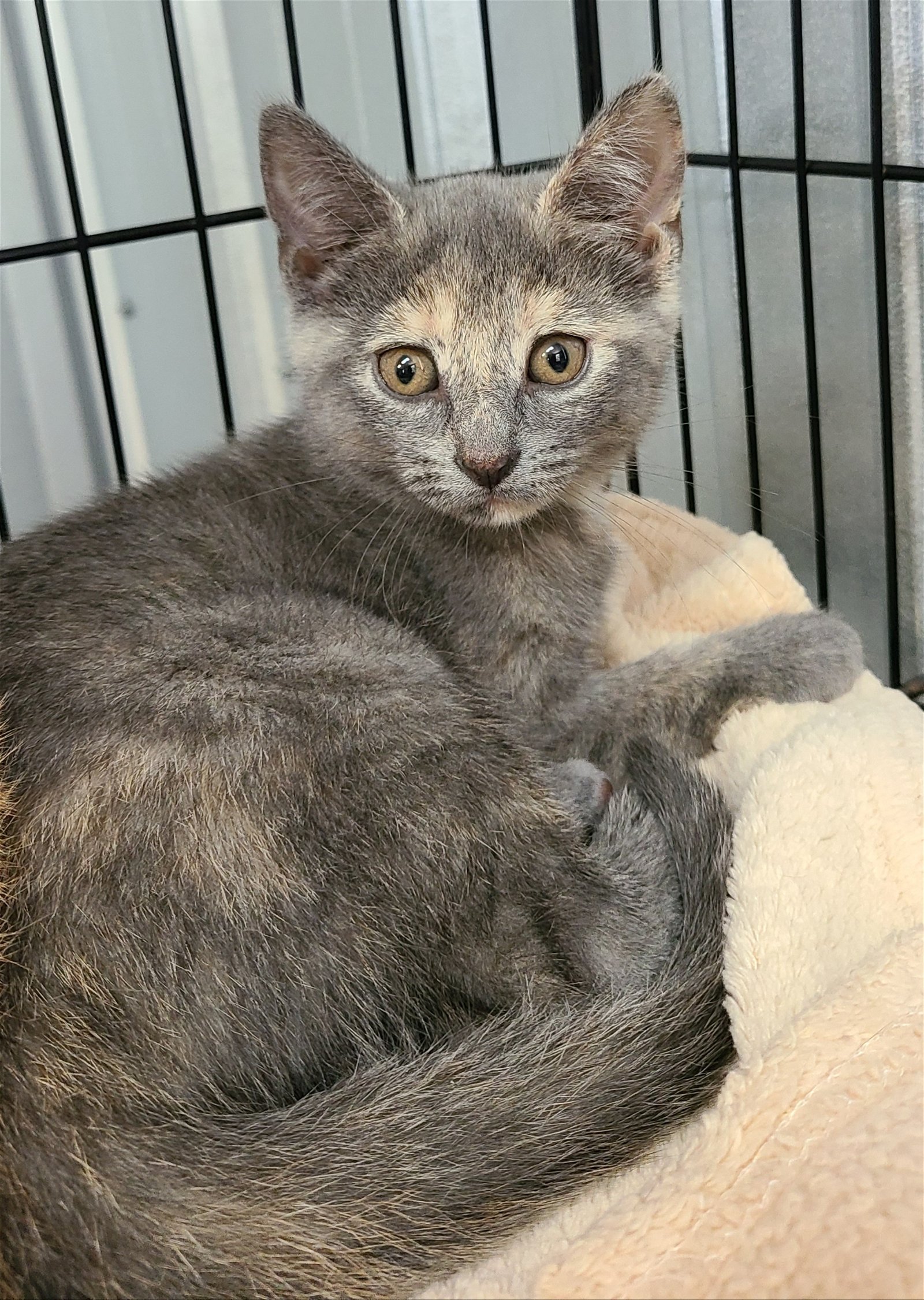 adoptable Cat in Lake City, MI named 4129 (Letty)