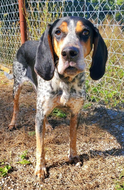 Dog for Adoption - Finn (5430), a Bluetick Coonhound in Gaylord, MI ...