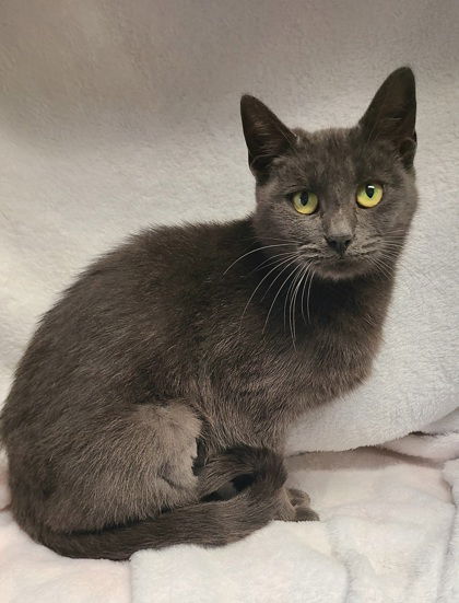 Cats for Adoption in Traverse City, Michigan | Alpha Paw