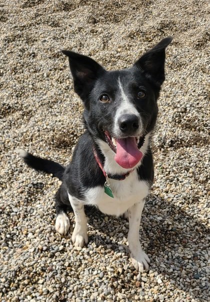 adoptable Dog in Lake City, MI named Izzy (6194)