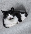 adoptable Cat in Lake City, MI named 6036 (Tyson)