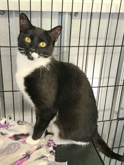 adoptable Cat in Lake City, MI named 6110 (Azula)