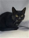 adoptable Cat in lake city, MI named 6215 (Mama)