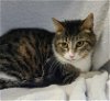 adoptable Cat in lake city, MI named 6214 (Willow)