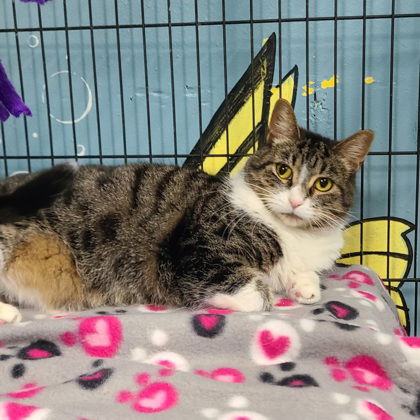 adoptable Cat in Lake City, MI named 6214 (Willow)