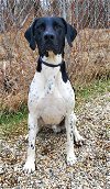 adoptable Dog in , MI named Storm (6201)
