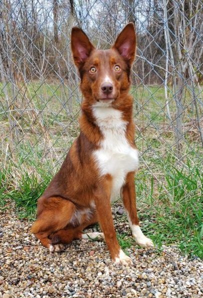 adoptable Dog in Lake City, MI named Rambler (6225)