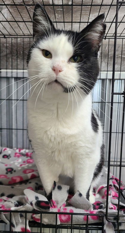 adoptable Cat in Lake City, MI named 6189 (Buddy)