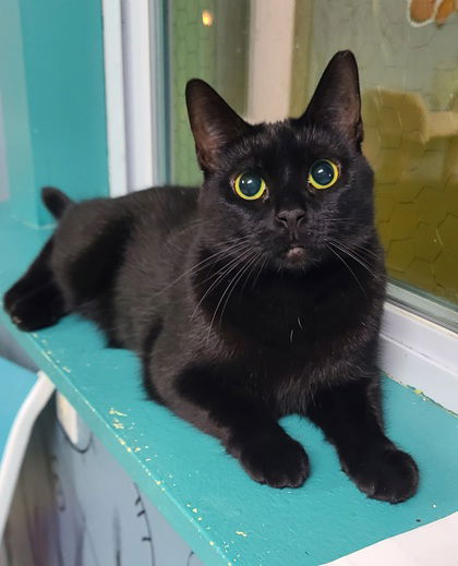 adoptable Cat in Lake City, MI named 6202 (Ebony)