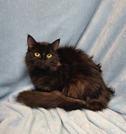 adoptable Cat in Lake City, MI named 6222 (Gina)