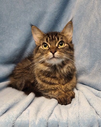 adoptable Cat in Lake City, MI named 6223 (Macy)