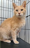 adoptable Cat in , MI named 6245 (Max)