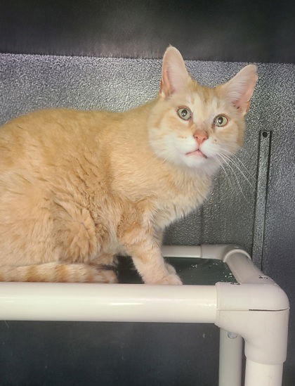 adoptable Cat in Lake City, MI named 6247 (Oliver)