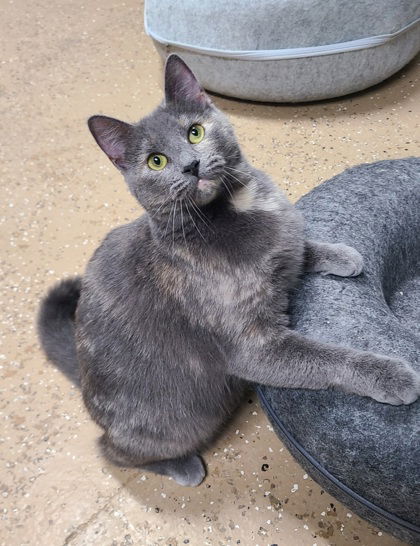 adoptable Cat in Lake City, MI named 6145 (Artimis)