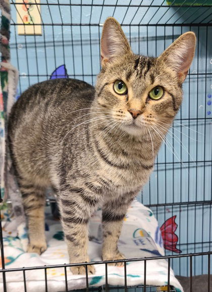 adoptable Cat in Lake City, MI named 6200 (Tegan)