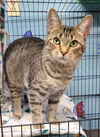 adoptable Cat in , MI named 6200 (Tegan)