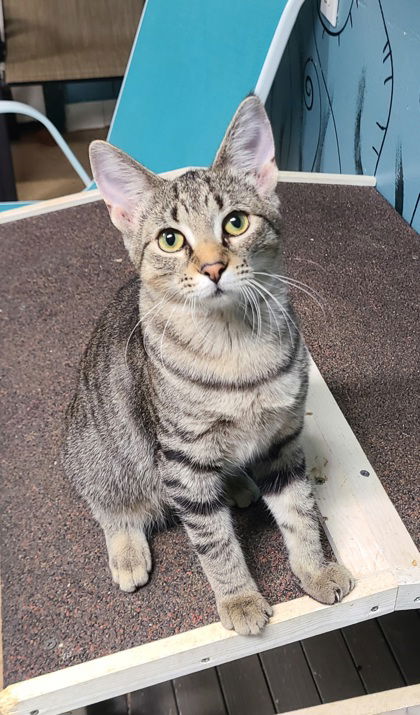 adoptable Cat in Lake City, MI named 6292 (Layla)