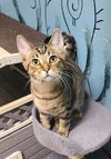 adoptable Cat in Lake City, MI named 6295 (Tipsy)