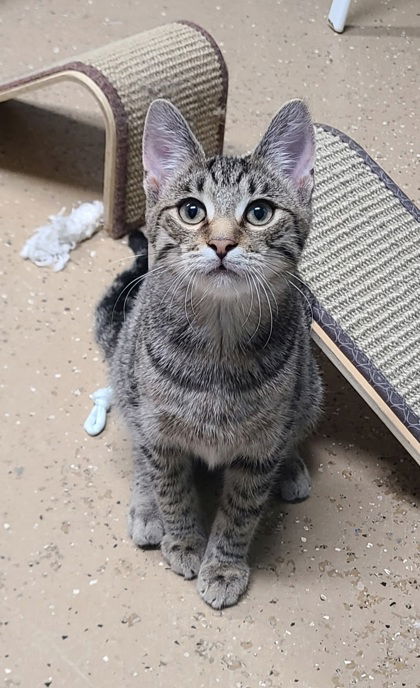 adoptable Cat in Lake City, MI named 6300 (Flint)