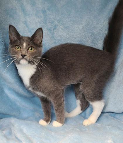 adoptable Cat in Lake City, MI named 6301 (Diamond)