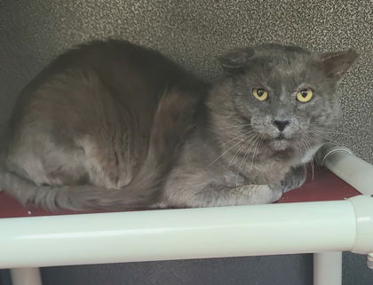 adoptable Cat in Lake City, MI named 6419 (Oswald)