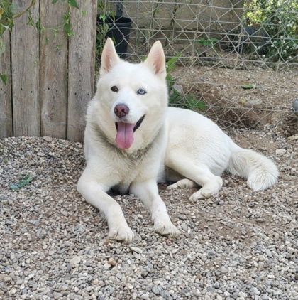 adoptable Dog in Lake City, MI named Winter (6377)