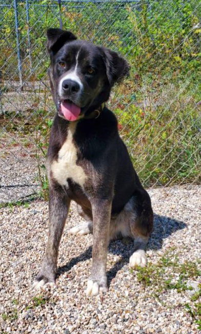 adoptable Dog in Lake City, MI named Bear (6391)