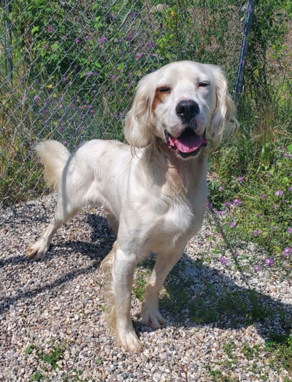 adoptable Dog in Lake City, MI named Jacob (6392)