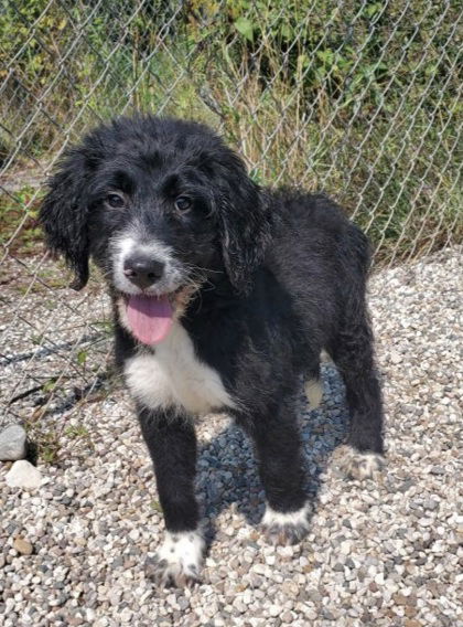 adoptable Dog in Lake City, MI named Puck (6399)