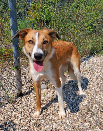 adoptable Dog in Lake City, MI named Ripple (6409)