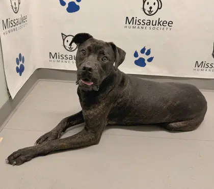 Beau - Mastiff