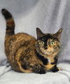 adoptable Cat in  named 6603 (Sparkles)