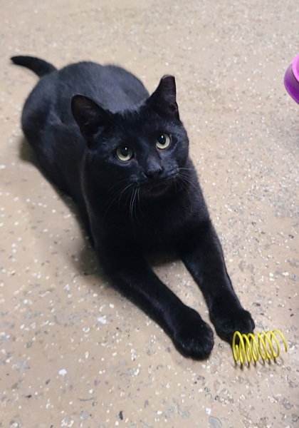 picture of the cat needing adoption