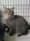 adoptable Cat in , MI named 6605 (Laron)