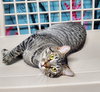 6605 (Laron) - Photo 1