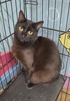 adoptable Cat in , MI named 6604 (Jimmy John)