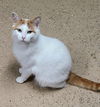 adoptable Cat in , MI named 6633 (Al)
