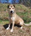 adoptable Dog in  named Sherlock Bones (6657)