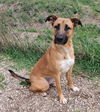 adoptable Dog in  named Lyla (6681)