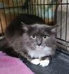 adoptable Cat in  named 6611 (Grayson)