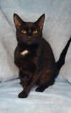 adoptable Cat in , MI named 6623 (Kuro)