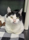 adoptable Cat in  named 6698 (Moxie)