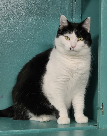 picture of the cat needing adoption