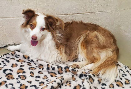 adoptable Dog in Lake City, MI named Cheyenne (6710)