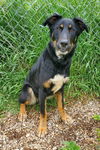 adoptable Dog in  named Wenzday (6711)