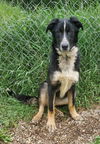 adoptable Dog in  named Luna (6712)